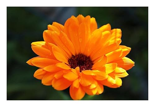 Pcs - 20x Souci Ball's Orange Calendula Jardin Plantes - Graines KS161 - Seeds & Plants Shop by Ipsa