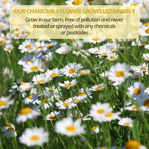 Image of VIDA FARM 125 Chamomile Tea Bags, Natural Chamomile Flowers Tea Bags, Dried Herbal Flowers, Sugar Free, Caffeine Free, Gluten Free