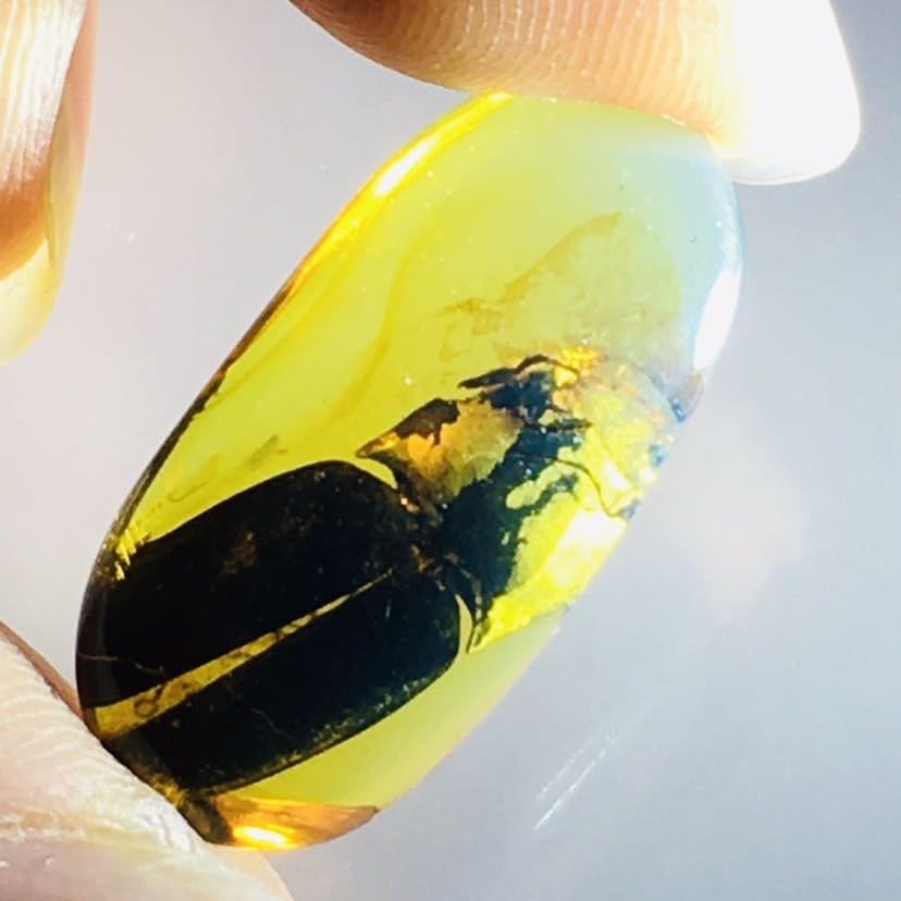 Burmese burmite Cretaceous Super Big Beetle Insect Fossil Amber Myanmar