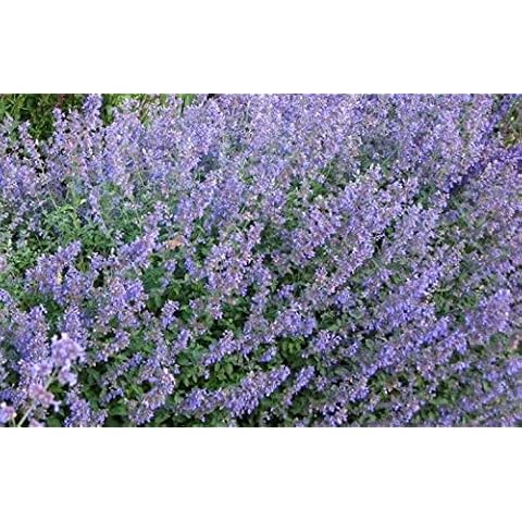 Nepeta Faassenii 'Six Hills Giant' Catmint Perennial Garden Plug Plants Pack x6 Cover