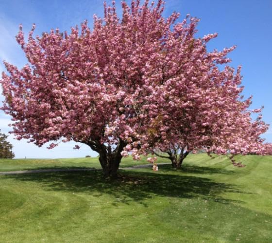 Kwanzan Ornamental Flowering Cherry Tree - Live Plant - (1 QT)