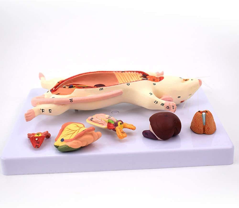 Model Anatomiczny Szczura, Zwierzę Anatomiczne, Pomoc W Szkoleniu Edukacyjnym Materiały Medyczne