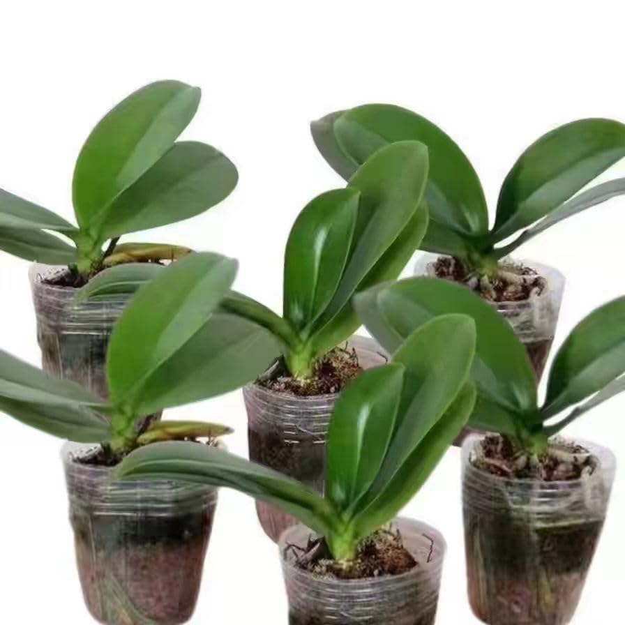 Live Baby Phalaenopsis Orchid Seedling (Bare Root, No Pot), Easy Care Small Indoor Houseplant for Home Office Desk Decor, Live Plant Gift for Plant Lovers Beginners (Yellow, 2)