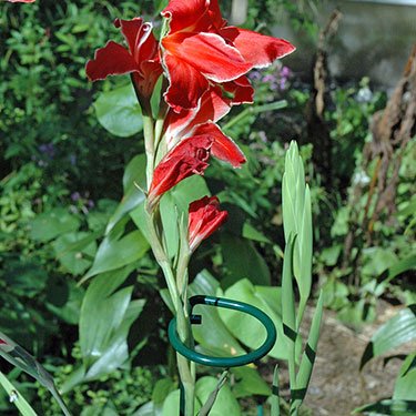 Mtb Green 36 Inch Single Stem Plant Stakes Flower Support Rings, Pack Of 10,Gardening Planter Cages For Single Stem Flowers, Amaryllis,Peony, Lily,Narcissus #TOP3
