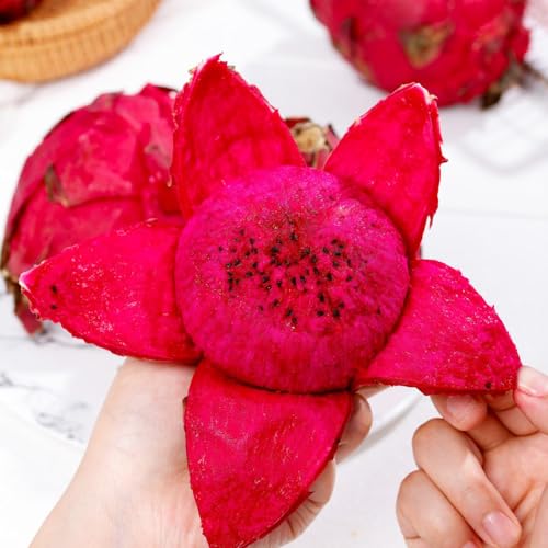 200 piezas Semillas de plantas de fruta de dragón, pitaya pequeños regalos terraplanter, semillas de árboles Semillas de fruta del dragón, semillas de pitahaya Plantas de interior