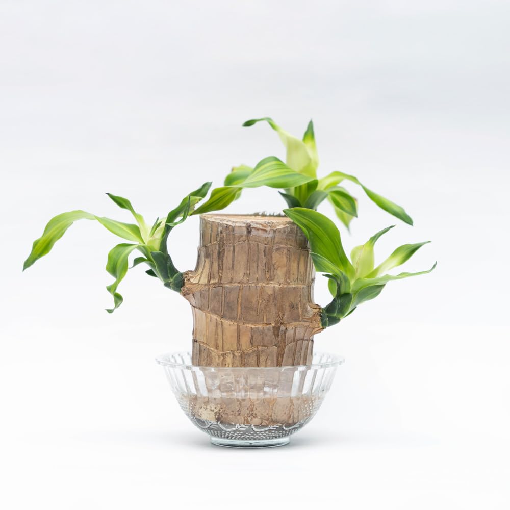 Treevayu Brazillian Wood Plant With Glass Bowl