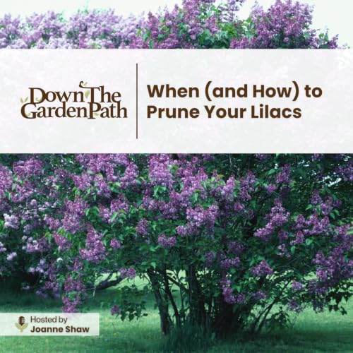 When (and How) to Prune Your Lilacs
