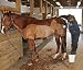 Profesional Maquina de Esquilar para Caballo, Esquiladora Caballos,Esquiladora Profesional 690W Esquiladora Trasquilar...