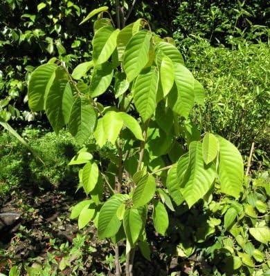 Miniatura 4 de 10 Semillas Annona cherimola Arbusto Frutal Cherimoya, Natillas de Manzana