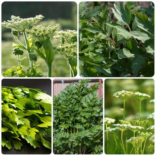 semi di levistico biologici da orto, levistico di perenni, fresche di selvatiche, 60pcs