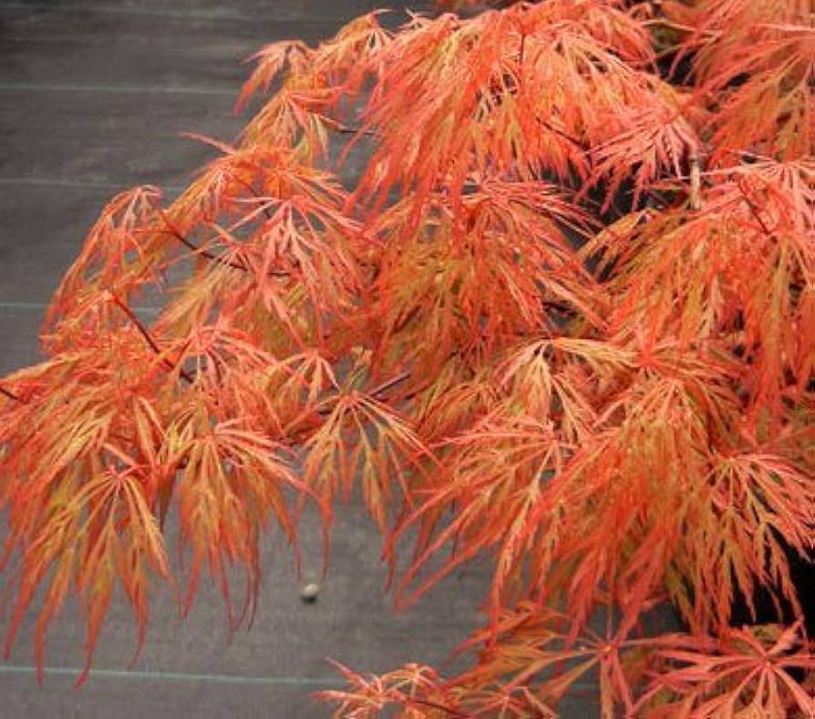 米山舞 everlasting plants 米山舞 everlasting plants Amazon.com