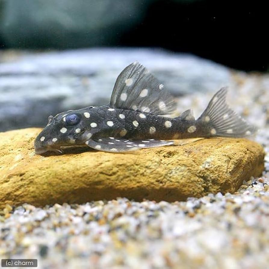 Amazon.co.jp: （熱帯魚）イエロースポットスター・クラウン