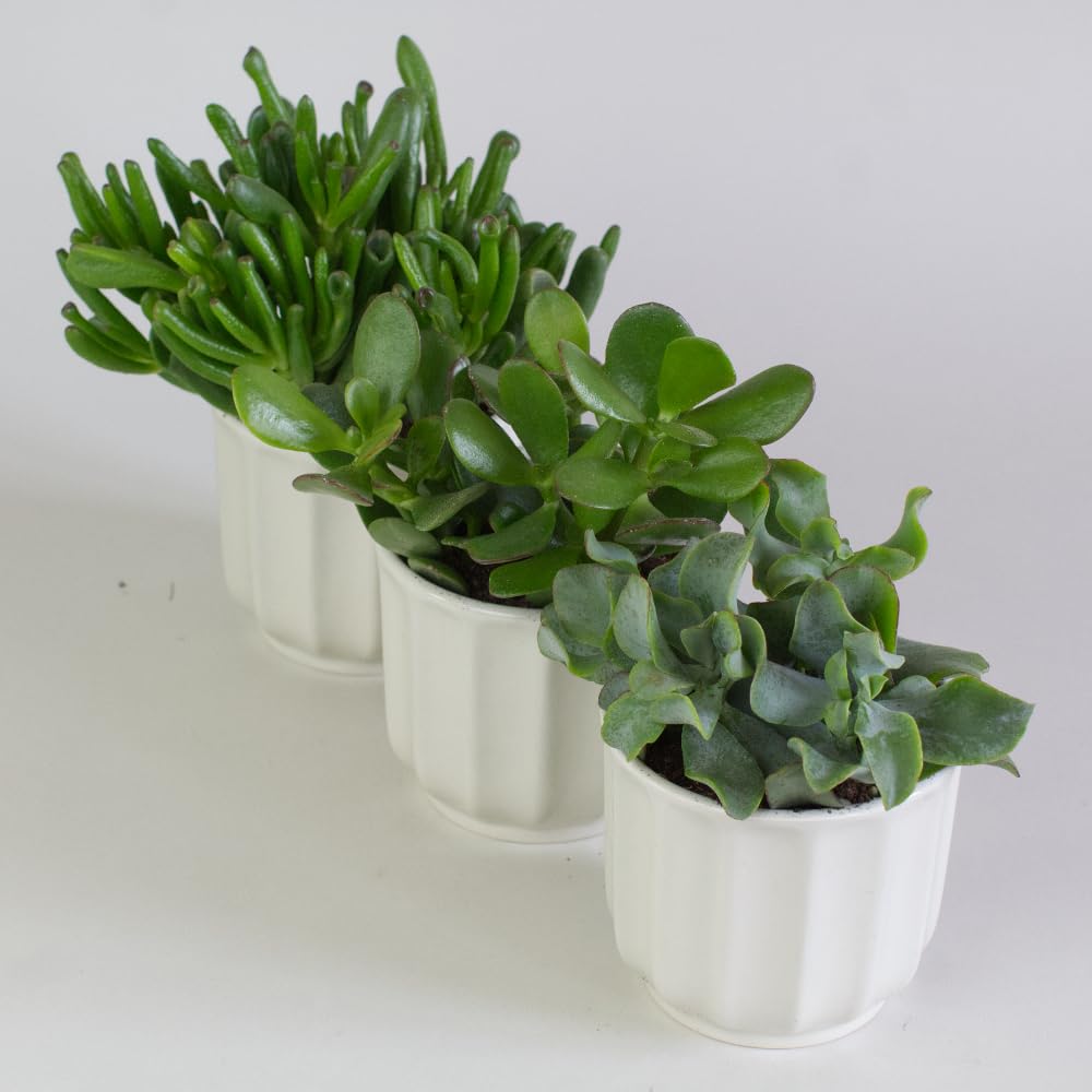 3 x Money Plants | Crassula Ovata Jade Plant Collection | 3 Varieties | Easy Care Succulent Indoor House Plants | British Grown | Ceramic Pots