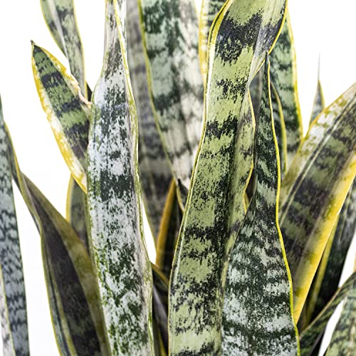 U United Nursery United Nursery Live Snake Plant, Sansevieria Trifasciata Laurentii, Variegated Snake Plant, 2-3 Ft. Tall Mother In Laws Tongue House Plant For Indoor And Outdoor  thumb #1