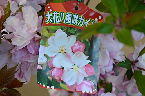 ハナカイドウの花が咲かない原因は 剪定方法と時期 お庭ブログ
