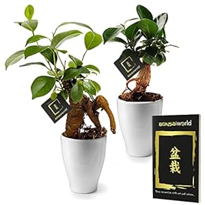 Bonsaiworld Mini Bonsai boompjes – Ficus Ginseng – 2 Mini Plantjes – Potmaat 7 cm/Hoogte +/- 21 cm
