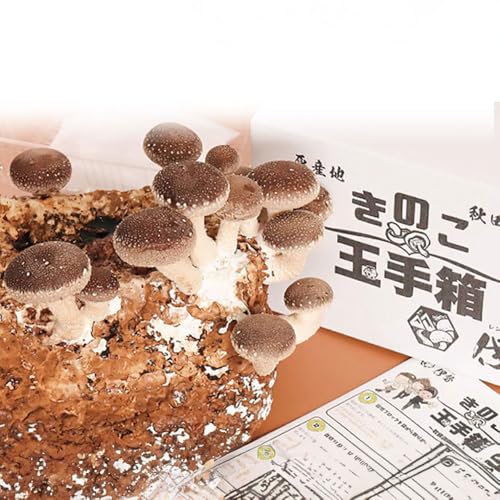 椎茸栽培キット「きのこ玉手箱」約3kg ブロック×1個