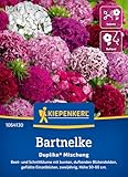 Kiepenkerl Bartnelkensamen Duplika® Mischung 1064130 - Bunte Nelkensamen für farbenfrohe Blumenmischung für Beet & Kübel - Wildblumensamen, Blumenwiese
