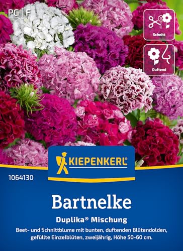 Kiepenkerl Bartnelkensamen Duplika® Mischung 1064130 - Bunte Nelkensamen für farbenfrohe Blumenmischung für Beet & Kübel - Wildblumensamen, Blumenwiese
