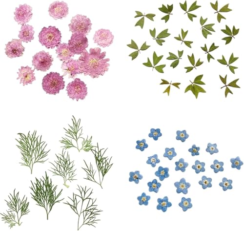 Flores Secas Naturales para Manualidades 10 U miniatura 7