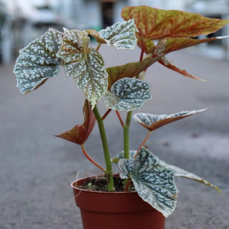 Amazon.com : Snow Capped Begonia Plant Live, Begonia Indoor Plant