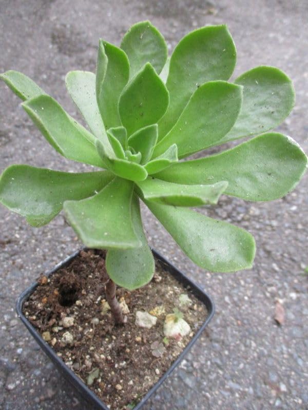 88#観葉植物アエオニウム❤️ サンデルシ— ❤️ 19頭10cm 拔き苗 88