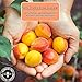 Gerbs Dried Apricots 2 lbs. | Unsulfured, No Artificial Additives, Resealable Bag | Naturally Sweet & Chewy | Top 14 Allergen-Free