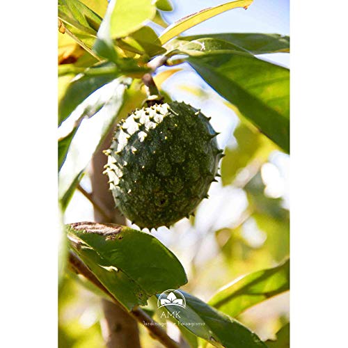 Muda de Graviola (Em Ciclo Produtivo)