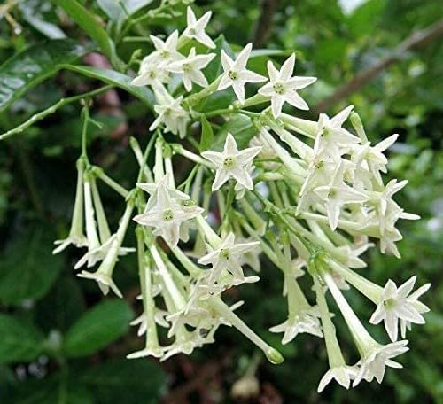Guruji Plantation Live Real White Flower Jasmine Chameli Live Plant With Black Plastic Pot 4 Inch Size (B0C8G24J3N) Amazon Price History, Amazon Price Tracker