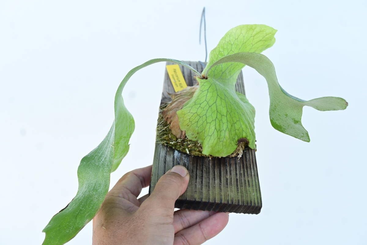Amazon.co.jp: P.NUK (P.andinum × P.stemaria) @bikamori.com ヌーク
