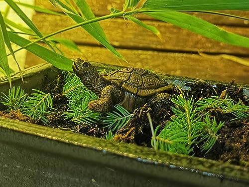 WOO MANTO Schildkröte Figur 6,5cm lang - kleine Tierfigur aus Harz, Dekofigur für Garten/Indoor Flaschengarten Miniteich