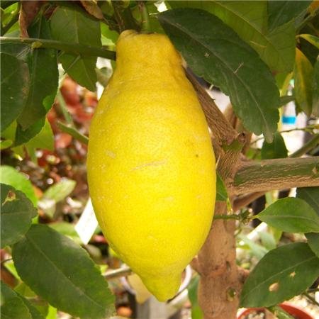 Citrus Lemon Tree 4 Seasons Medium Standard
