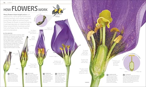 Explanatorium of Nature: Where the Wonders of the World are Revealed (DK Explanatorium) - Image 3