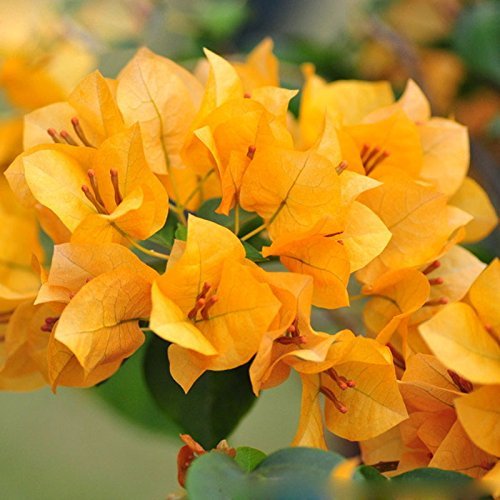 Nema Yellow Bougainvillea Flower Seeds - 30PCS (B08NT9Y9LD) Amazon Price History, Amazon Price Tracker