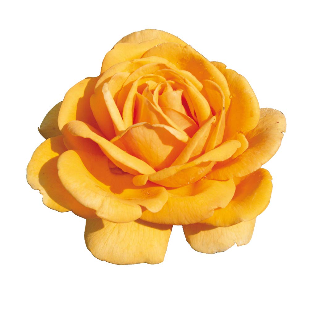 Emozione®, rosaio di Rose Barni®, rosa in vaso colore giallo oro linea prestigio, ideale per coltivazione in vaso e cespugli, rifiorente e robusta cod.71108