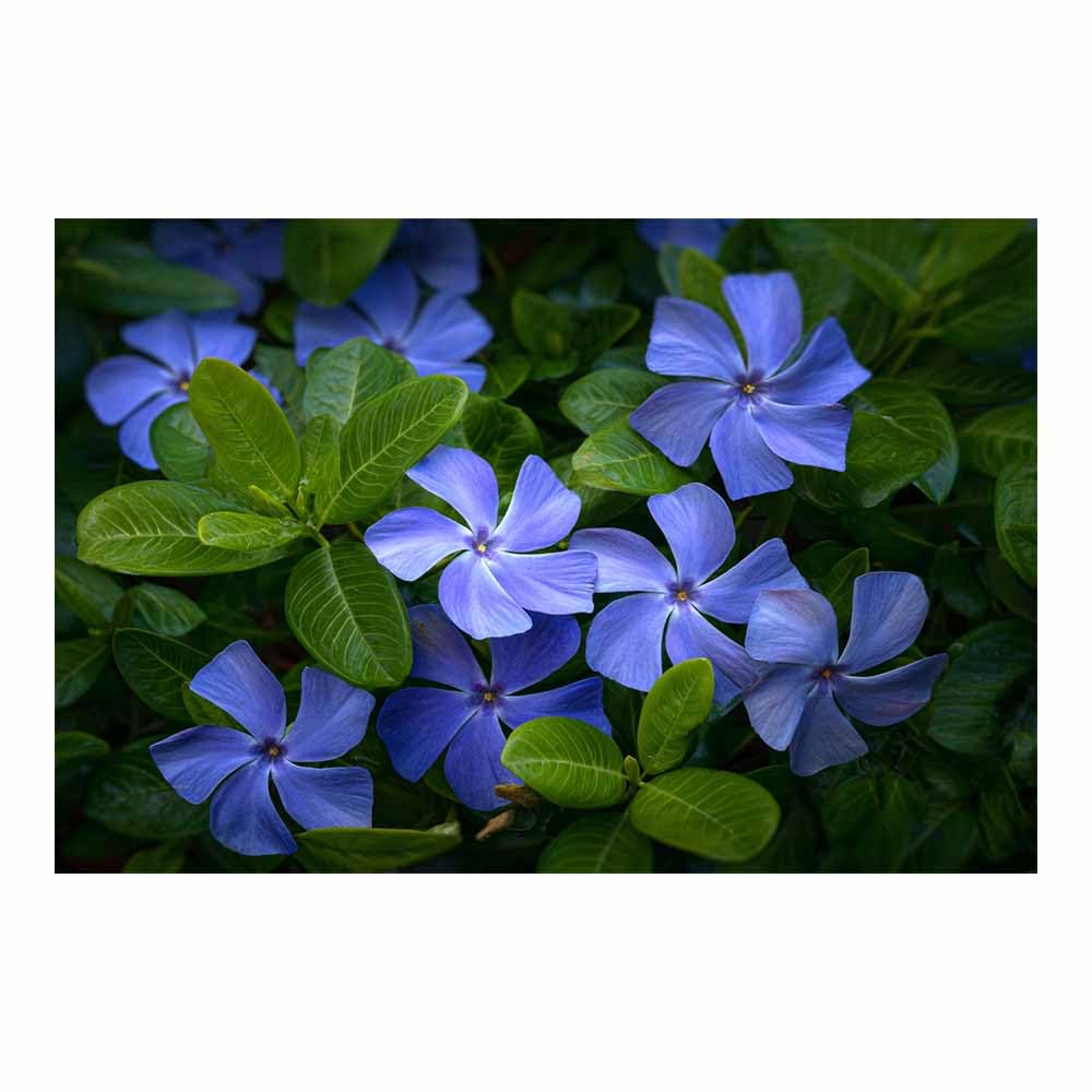 ZAMAEIU Landscape Wall Art Periwinkle Artwork for Walls, Canvas Prints Paintings Room Decor, for Bedroom Kitchen Office Fireplace Wall Decor(green)-80x120cm Unframed
