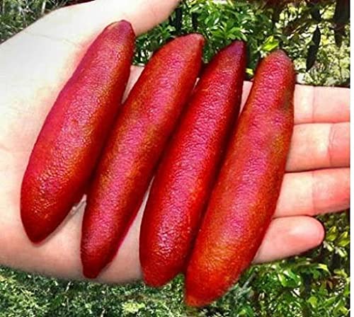 seeds 10 Finger Lime Fruit seeds