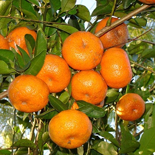 7 ocean Plus Live Sweet Dwarf Tangerine Orange Plant 1 Airlayering Healthy Live Plant
