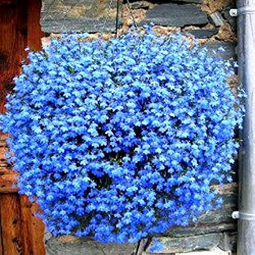 SRI SAI FORESTRY - Hang-Downing Blue Verbena Flower Seeds (Blue & Mixed Color Flowers, For Home Garden, Terrace, Balcony, Home Decoration, All Season India) (B09GVXRFNJ) Amazon Price History, Amazon Price Tracker