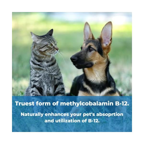 Wonder Laboratories Pet Factor B-12 | Vitamin B-12 in Methylcobalamin Form | Popular in Treatment of EPI in Dogs Wonder Laboratories Pet Factor B-12 | Vitamin B-12 in Methylcobalamin Form | Popular in Treatment of EPI in Dogs