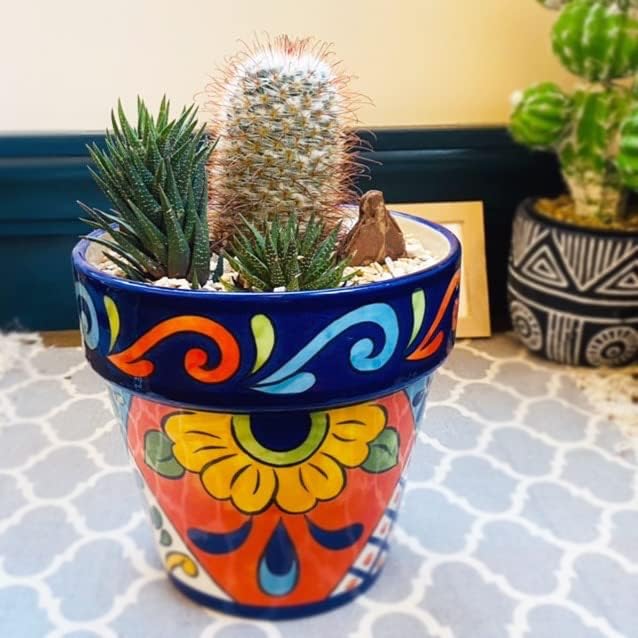 伊豆シャボテン動物公園 鉢植え 花 サボテン 多肉植物 新入荷 流行 インテリア 寄せ植え おしゃれ マミラリア 豊明丸