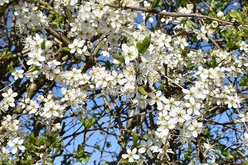 Image of F&G Supplies Hawthorn Hedging Plants, Bare Root Trees, Quickthorn, Whitethorn, Wildlife Friendly Hedge, Grade A Stock Crataegus Monogyna (Single - 10 Packs) (1, 2-3ft (60-90cm))
