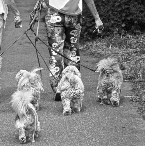 Hundeleinen, 4 in 1 No Abnehmbares Nylon-Zugseil 4-Wege-Hundeleine für Hunde Katzen im Freien(4 Way-Schwarz)