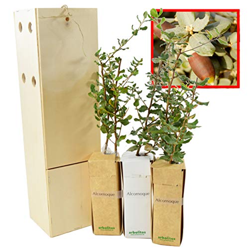 ALCORNOQUE arbolito de pequeño tamaño en caja de madera. Alveolo forestal del alcornoque (3)