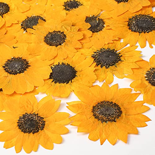 48 Piezas Girasoles Secos para Manualidades