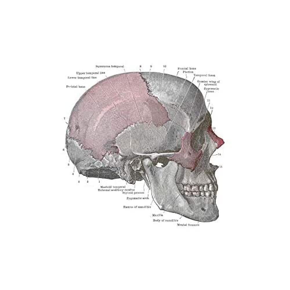 Wee Blue Coo Painting Drawing Diagram Human Skull Anatomy Bone Wall Art Print
