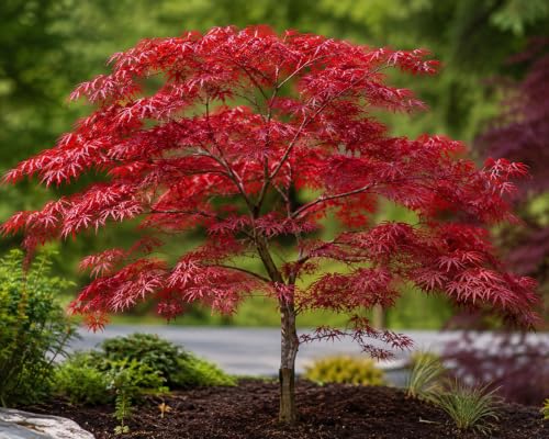 Image of Japanese Maple Acer Tree Seeds, Air Purifier Plant - Grow Indoor /Outdoor