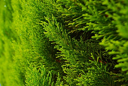 Herbstdnger fr Nadelbume Mineraldnger Dnger Dngemittel Pflanzendnger  3kg : Amazon.de: Garten