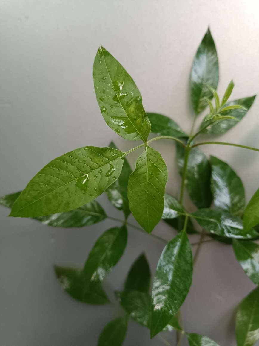See full amazon price history chart for Nischinda Plant | নিশিন্দা - Vitex Negundo | Medicinal Plant Nirgundi/Nishinda/Samalu Plant | Healthy Live Plant Nischinda Plant | নিশিন্দা - Vitex Negundo | Medicinal Plant Nirgundi/Nishinda/Samalu Plant | Healthy Live Plant (B0CKW6SXXT) Amazon Price History, Amazon Price Tracker
