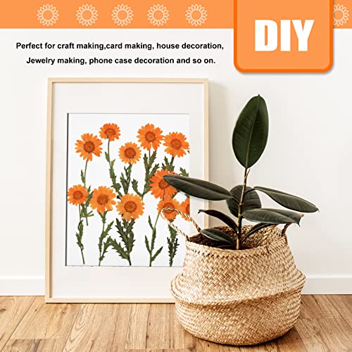 Flores secas de margarita naranja con tallo, 42 piezas miniatura 6